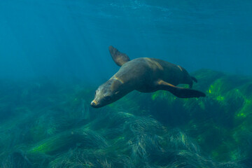 Sea lion underwater. Seal underwater