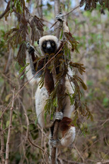 Fototapeta premium Coquerel's sifaka Eating