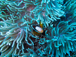 pesce pagliaccio nella sua anemone © Caterina