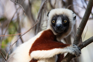 Fototapeta premium Coquerel's sifaka Portrait