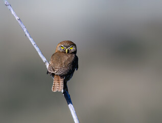 Austral Pygmy Owl Perched on Branch in Natural Habitat