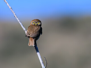 Female Upland Goose Standing by Wetlands in Natural Habitat