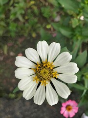 Obraz premium the most beautiful flower photos and backgrounds