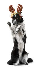 Cute Border Collie dog in Christmas headband on white background