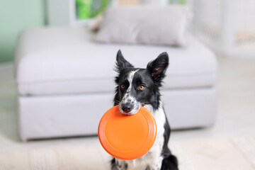 Cute Border Collie dog with flying disk indoors, closeup