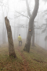 Waldgefl&uuml;ster im Nebel &ndash; Ankenballen