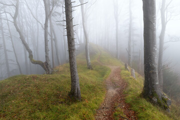 Waldgefl&uuml;ster im Nebel &ndash; Ankenballen
