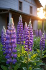 Naklejka premium Purple lupin flowers bloom near a rustic wooden house. Green foliage and gentle sunlight create a peaceful garden scene. This flora evokes summer tranquility.