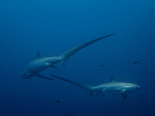 Obraz premium squali volpe a Malapascua 