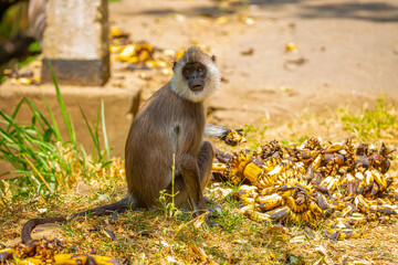 A gray langur Hanuman sits on the ground and eats bananas. Monkeys in the wild jungles of Sri Lanka. A wildlife scene featuring wild animals.