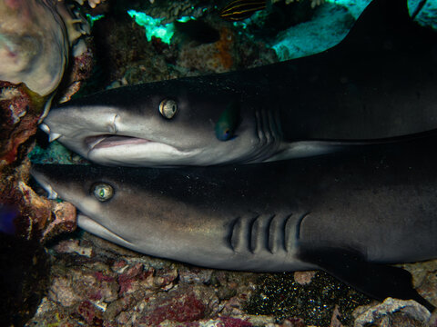 due squali si riposano nella barriera corallina 