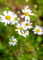 Pharmaceutical chamomile flowers growing in nature. Medicinal plant
