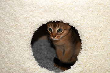 A kitten looks through the round window of his house. The Abyssinian cat watches from its hiding place.