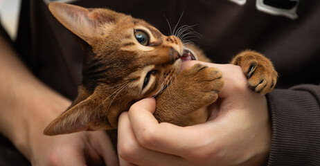 The Abyssinian kitten is playing in the hands of a human. Naughty cat close-up.