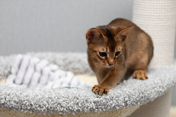 An Abyssinian kitten sharpens its claws on a scratching post. A purebred cat with large ears of wild color.
