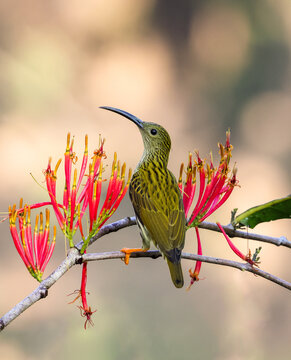 Streaked Spiderhunter sitting on flower.streaked spiderhunter is a species of bird in the family Nectariniidae. this photo was taken from Bangladesh.