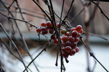 Close-up of ripe red grapes on frozen branches without snow, rustic vineyard