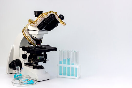 A yellow tiger python snake in a laboratory against the background of a microscope, test tubes and a petri dish with medicines and blue liquid on a white background