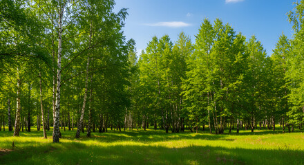 Lush green birch forest with sunlit meadow birch trees