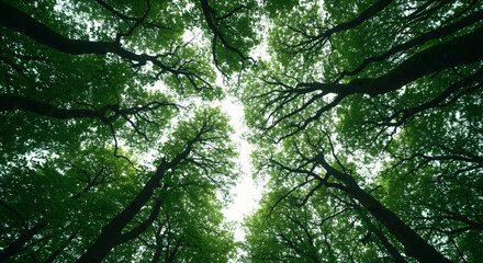 Looking up through green forest canopy at bright sky