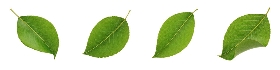 Green Tea Plant Leaves Set PNG, Realistic Camellia Sinensis Foliage Isolated on White Background, Organic Herbal Tea Leaf Icons for Nature Design