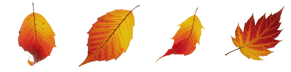 Green and Yellow Autumn Cherry Tree Leaves PNG, Realistic Seasonal Foliage Set Isolated on White Background, Fall Nature Graphic Elements for Decoration