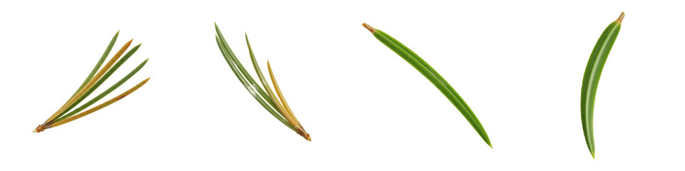 Green Conifer Pine Needle Set PNG, Realistic Evergreen Larch Foliage Isolated on White Background, Winter Nature Graphic Elements for Festive Design