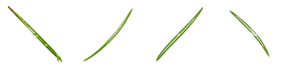 Green Fir Pine Needle Set PNG, Realistic Evergreen Coniferous Foliage with Water Drops Isolated on White Background, Winter Nature Graphic Design Elements