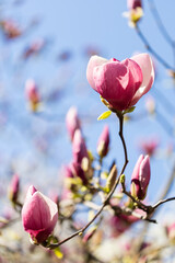 Magnolia soulangeana pink purple flowering tree in spring, large flowers.