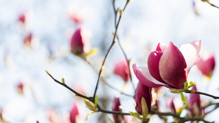 Magnolia soulangeana pink purple flowering tree in spring, large flowers.