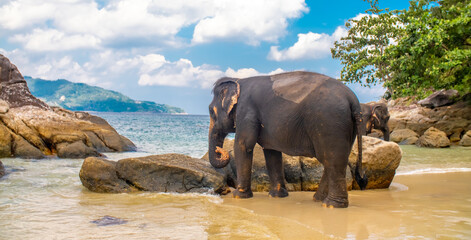 Elephants walk along the seashore. A beautiful elephant against a seascape in Thailand. The elephants look to the side and raise their trunk.