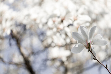 Magnolia white pink purple flowering tree in spring, large flowers. Background spring.