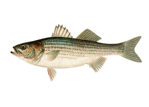 Striped Bass hand-drawn illustration. Fresh and vivid colors.