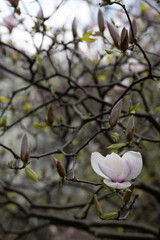 Magnolia soulangeana white pink purple flowering tree in spring, large flowers.
