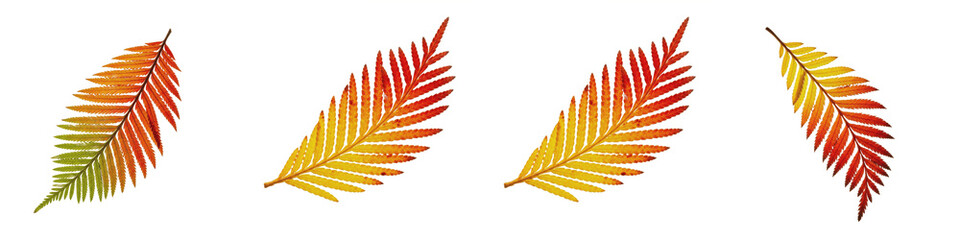 Coast Redwood Sequoia sempervirens leaves branch foliage evergreen needles autumn colors isolated white background plant