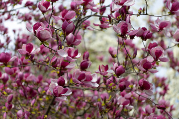 Background spring. Magnolia soulangeana pink purple flowering tree in spring, large flowers.