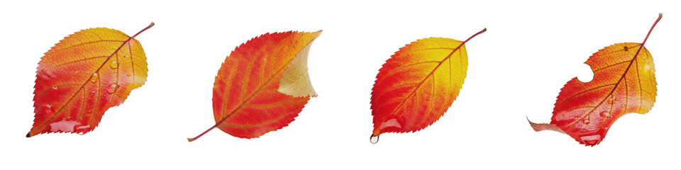 American Hornbeam Carpinus caroliniana green leaves foliage isolated on white background plant botanical nature element