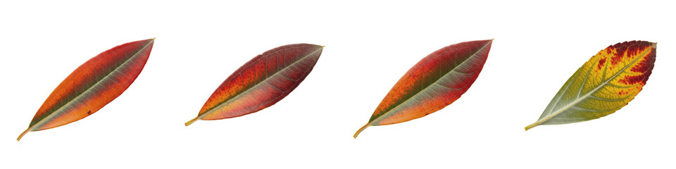 Olive Olea europaea leaf branch foliage green silver isolated on white background plant botanical nature element