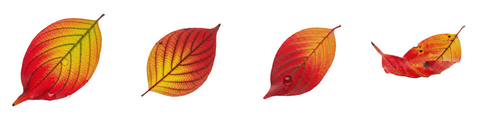 Kousa Dogwood Cornus kousa autumn leaves red orange foliage isolated on white background plant botanical fall season
