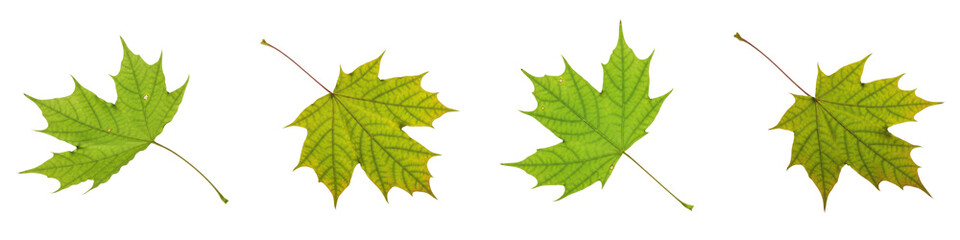 Maple Leaf Acer platanoides, Isolated On White, Green Foliage, Spring Summer Tree Plant, Organic Texture, Botanical Macro