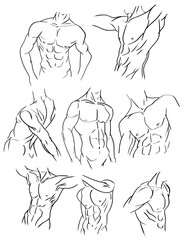 Obraz premium Set of hand-drawn male torso and muscular body sketches. Vector collection of black and white line art illustrations depicting detailed human anatomy, including chest, abs, and arms in various dynamic