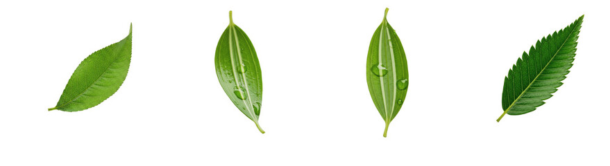 Siberian Elm Ulmus pumila, Isolated On White, Green Serrated Leaves, Elliptic Foliage, Spring Summer Nature, Botanical Set