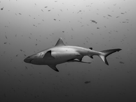 squalo grigio delle Maldive