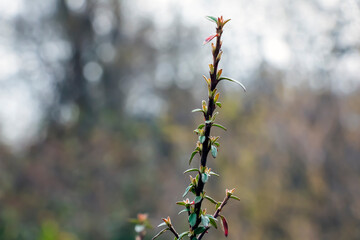 Cotoneaster with a small leaves in early spring. Blurred background. Close-up. The botanical name of this species is Ascending Cotoneaster.