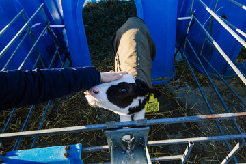 Human pets young Holstein calf in coat