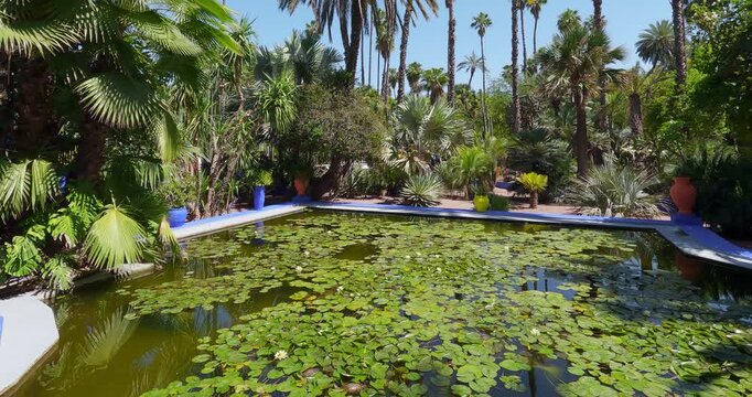 Serene tropical Jardin Majorelle garden with water lily pond in public park in Morroco