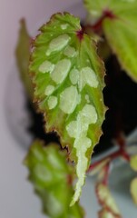 Close-up of Begonia Mantuk cultivar with serrated leaf and silvery-white patches, prized for its...