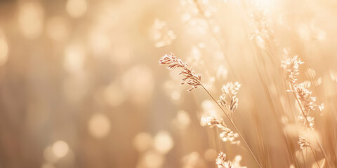 golden grass stalks shimmering in sunset glow serene meadow bokeh closeup evokes tranquility perfect wallpaper background