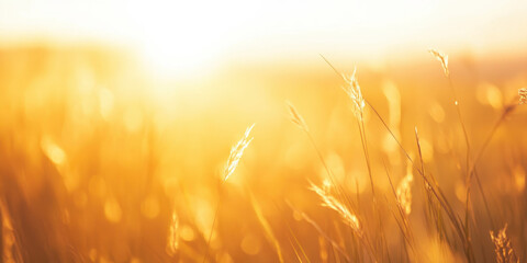 golden grass stalks shimmering in sunset glow serene meadow bokeh closeup evokes tranquility perfect wallpaper background