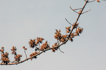 Linnaea amabilis, also known by synonym Kolkwitzia amabilis and the English name beauty bush. Early spring. A species of flowering plant in the Caprifoliaceae family.